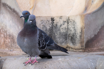 Two gray pigeons on wall
