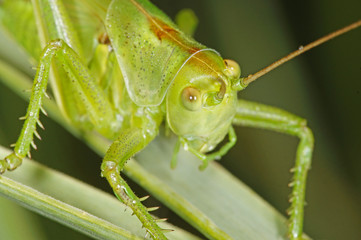 Tettigonia viridissima Grünes Heupferd , Larve , Nymphe , Kopf 24.06.2017 DE, NRW, Wuppertal Beyenburg