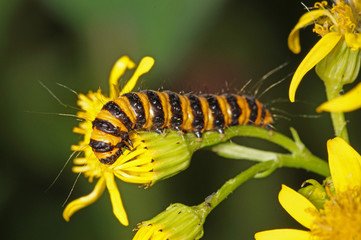 Tyria jacobaeae (LINNAEUS, 1758) Jakobskrautbär , Raupen 03.07.2017 DE, NRW, Leverkusen