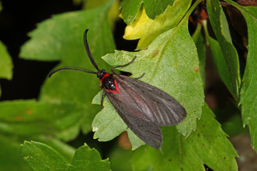 Aglaope infausta (LINNAEUS, 1767) Trauerwidderchen 23.06.2017 DE, RLP, Mosel, Valwig