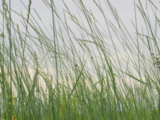 cloudy sky through young green thin blades of grass on which sit different insects