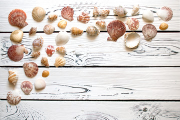 Assorted seashells on a white wood board