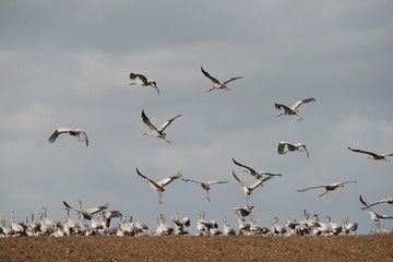 Kraniche auf einem Feld  im Abflug 1
