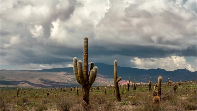 los Cardones national park, Salta, Argentina. Time lapse with big cactus, mountains and clouds. UHD, 4K
