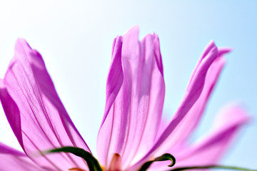 Close-up of pink cosmos in Japan