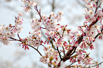 Obraz premium Cherry blossom in Japan