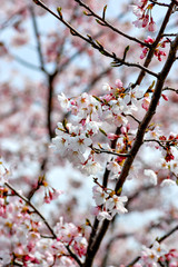 Cherry blossom in Japan