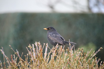 Amsel auf einer Hecke im Winter