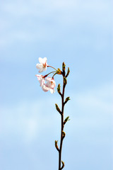 Cherry blossom in Japan