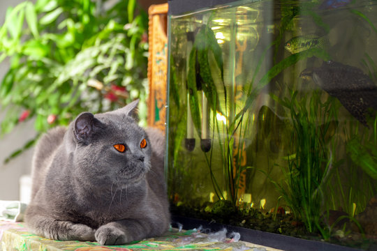 Cute british shorthair Cat looks at aquarium