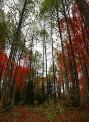 Autumn forest and village photos.savsat/artvin /turkey 