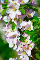 Apple garden