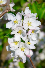 Apple garden