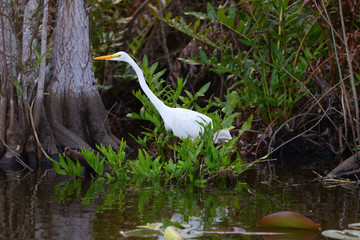 Great gray heron