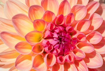 Obraz premium Dahlia flower