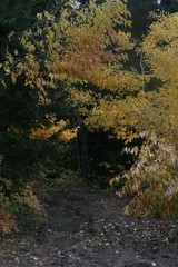 Autumn forest and village photos.savsat/artvin /turkey 