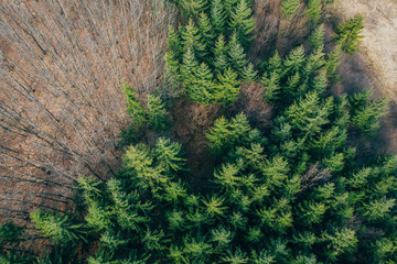 Forest view from above