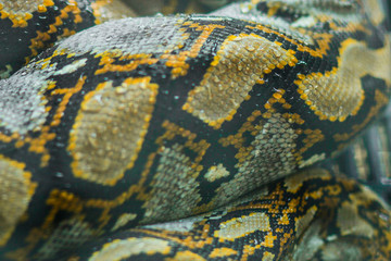 Close-up of boy's hands  volunteer showing a snake to a child and letting her touch the snake Holding a royal Ball python