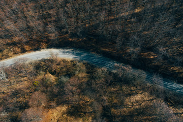 Forest view from above