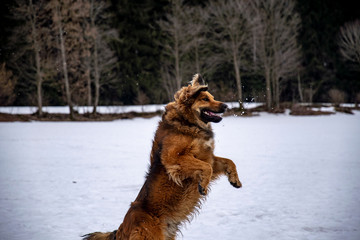 wild dog is catching a snowball in the air
