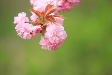 Obraz premium 八重桜 Cherry Blossoms (Yaezakura) 