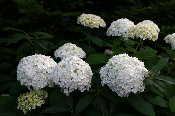 Quiet garden where hydrangea blooms