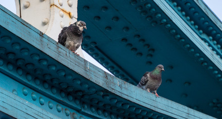 Tower Bridge Birds