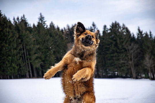 wild dog is catching a snowball in the airwild dog is catching a snowball in the air