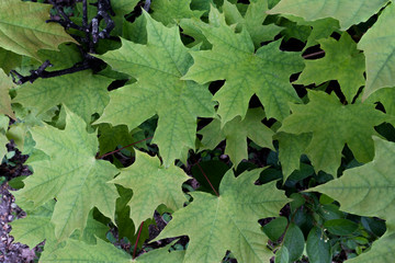 Fresh spring bright green maple leaves.	