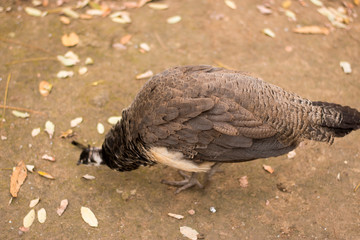 peacock in park