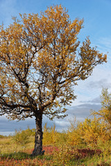 Herbst am Hraunafossar, Island