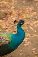 Fototapeta premium peacock with feathers out