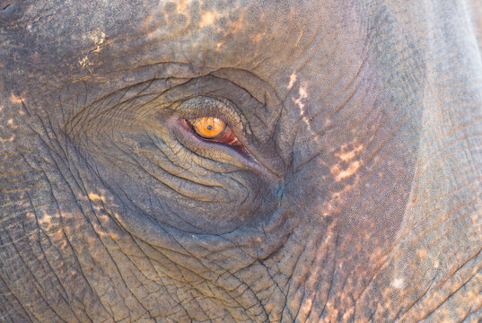 Elephant eyes and skin