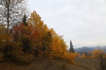 Autumn forest and village photos.savsat/artvin /turkey 