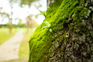 Small grass trees that grow on lush green trees in nature.