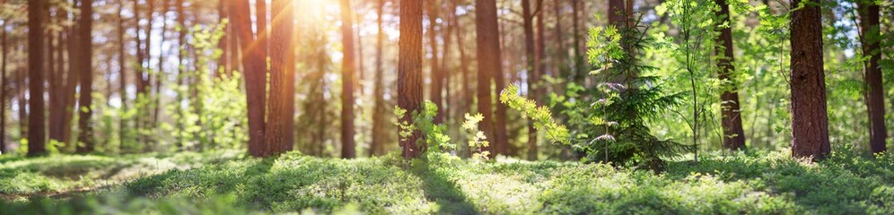 pine and fir forest panorama - obrazy, fototapety, plakaty