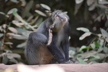 Mono de cuello blanco, Cercopithecus albogularis sentado en el tronco de un árbol mientras que se arrasca mirando hacia arriba con su pelaje grisáceo y negro, Parque Nacional Lago Manyara, Tanzania.