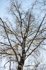 Fototapeta na wymiar frozen tree branches in winter