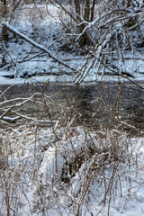 frozen tree branches in winter