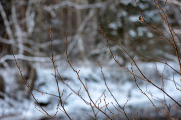 frozen tree branches in winter