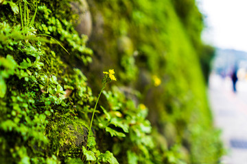 Small yellow flowers on the green wall of the rainy season