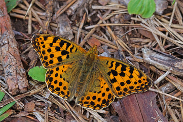 Issoria lathonia (LINNAEUS, 1758) Kleiner Perlmuttfalter 03.08.2017 DE, NRW, Eifel, Lampertstal