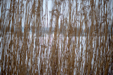 frozen grass bents in winter