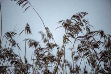 frozen grass bents in winter