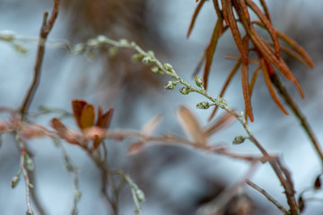frozen grass bents in winter