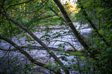 sunrise over the forest river in woods, early light