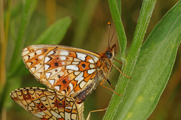 Boloria selene ([DENIS & SCHIFFERMÜLLER], 1775) Braunfleckiger Perlmuttfalter , Paarung 23.06.2017 DE, RLP, Eifel, Strohn