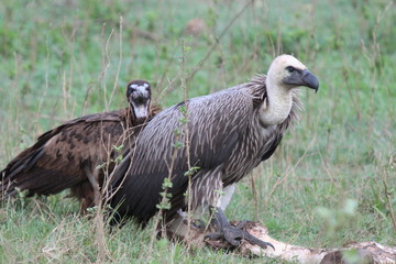 Vulture