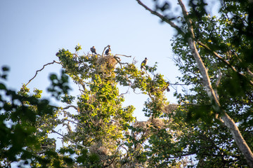 flock of parasite birds nesting in high trees