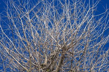 もじゃもじゃ樹木